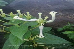 Ceropegia sahyadrica